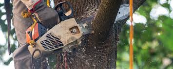 Best Tree Mulching  in Tolar, TX