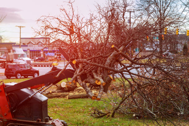  Tolar, TX Tree Care Pros