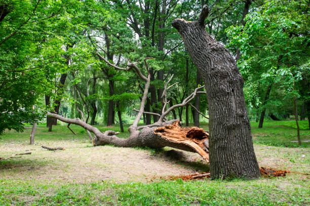 Best Leaf Removal  in Tolar, TX