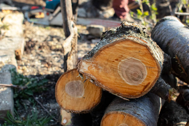 Best Stump Grinding and Removal  in Tolar, TX