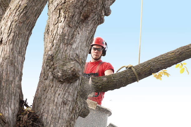 How Our Tree Care Process Works  in  Tolar, TX